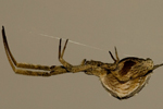 Una araña se desplaza por su tela. | G. Corcobado / BMC Evolutionary Biology