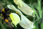 Un abejorro consigue abrir la flor del dragoncillo cantábrico. | CSIC.