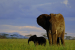 Un Elefante paseando con su cría por las llanuras del Serengueti. | El Mundo