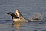 Una foca consigue zafarse de las fauces de un gran tiburón blanco. | Solent News/Chris Fallow