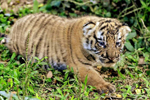 Un cachorro de tigre Bengala de cinco días de vida. | Efe