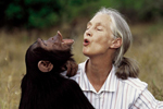 La primatóloga británica junto a uno de los chimpancés de la reserva de Gombe. | El Mundo