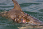 Un delfín mular ("Tursiops truncatus") con heridas en su piel. | Foto: Daniela Maldini / Okeanis.