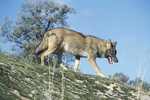 Imagen de archivo de un lobo ibérico. | El Mundo.