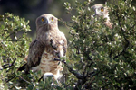 Dos ejemplares de águila culebrera avistados en las inmediaciones de Tarifa. | A. E.