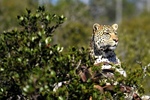Un leopardo en Sudáfrica. | AFP