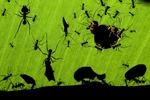 La imagen ganadora de las hormigas de Costa Rica. | Bence Mate