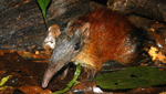 El sengi, un roedor de Tanzania en grave riesgo de extinción. | Science