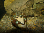 Imagen del cangrejo depredando una almeja. Foto: DMAH