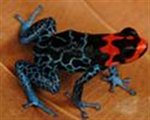 Una rana descubierta recientemente. Foto: WWF