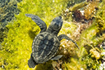 Una tortuga marina. Foto: HÉCTOR GARRIDO (EBD/CSIC)