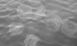Foto de medusas en el Mar Menor (Murcia)