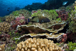 Arrecife de coral. Foto: EP/FOX
