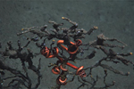 Imagen de fondos coralinos del Golfo de México. | AP