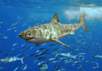 Tiburón en un banco de peces. Foto: TERRY GOSS/WIKIMEDIA COMMONS