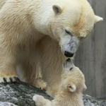 Osa polar con una de sus crías. Foto: Reuters