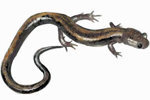 Salamandra rabilarga (Chioglossa lusitanica). | Xunta