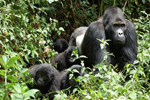 Gorilas en libertad. Foto: EP/COOPERA