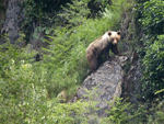 Un oso pardo. Foto: FOP