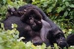 Gorilas de montaña. | Fotos: Martin Harvey / WWF
