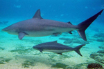 Tiburones de la especie "Carcharhinus obscurus".