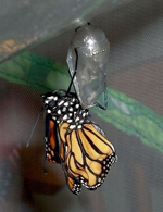 Mariposa Monarca. Foto: CAPTAIN-TUCKER/WIKIMEDIA COMMONS