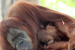 Un orangután hembra con su cría en el Zoo de Melvbourne. |EFE