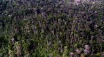 Árboles en el Amazonas. Foto: JPL/NASA