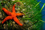 Estrella marina en un prado del Mediterráneo. | Oceana/Juan Cuetos