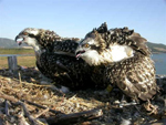 Águilas pescadoras. Foto: FUNDACIÓN MIGRES
