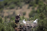 Un nido de águila imperial ibérica con dos polluelos. | Efe