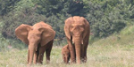 Grupo de elefantes. Foto: CABÁRCENO