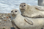 Dos ejemplares de foca común en Alemania. | Werner Witte