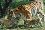 Ejemplar de tigre siberiano con sus crías. | CSIC