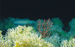Coral de aguas frías. Foto: WIKIMEDIA COMMONS