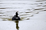 Focha moruna, una de las aves más amenazadas de la península | Beldad