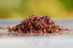 Una balsa con 500 hormigas. | PNAS.