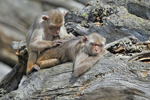 Dos macacos al sol en el zoo de Heidelberg (Alemania). | Marius Becker/ AFP