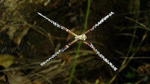 Una de las misteriosas cruces que las arañas tejen en sus telas. Foto: Andre Walter