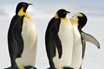 Pingüinos enmperadores. Foto EFE.