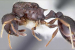 Imagen de un ejemplar de "Temnothorax longispinosus".| Antweb