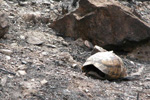 Un ejemplar de tortuga mora tras el incendio de la Sierra de la Carrasquilla.| Andrés Giménez