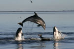 Un ejemplar de la nueva especie de delfín. | AFP