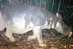 El último ejemplar del rinoceronte de Java en Vietnam. | WWF