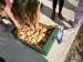 CEIP Ntra Sra de los Ángeles: Patatas en el huerto escolar