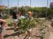 CEIP Ntra Sra de los Ángeles: Patatas en el huerto escolar