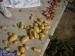 CEIP Ntra Sra de los Ángeles: Patatas en el huerto escolar